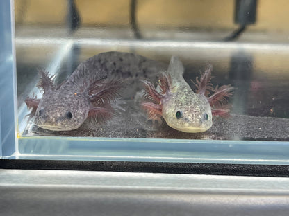 Axanthic Axolotl