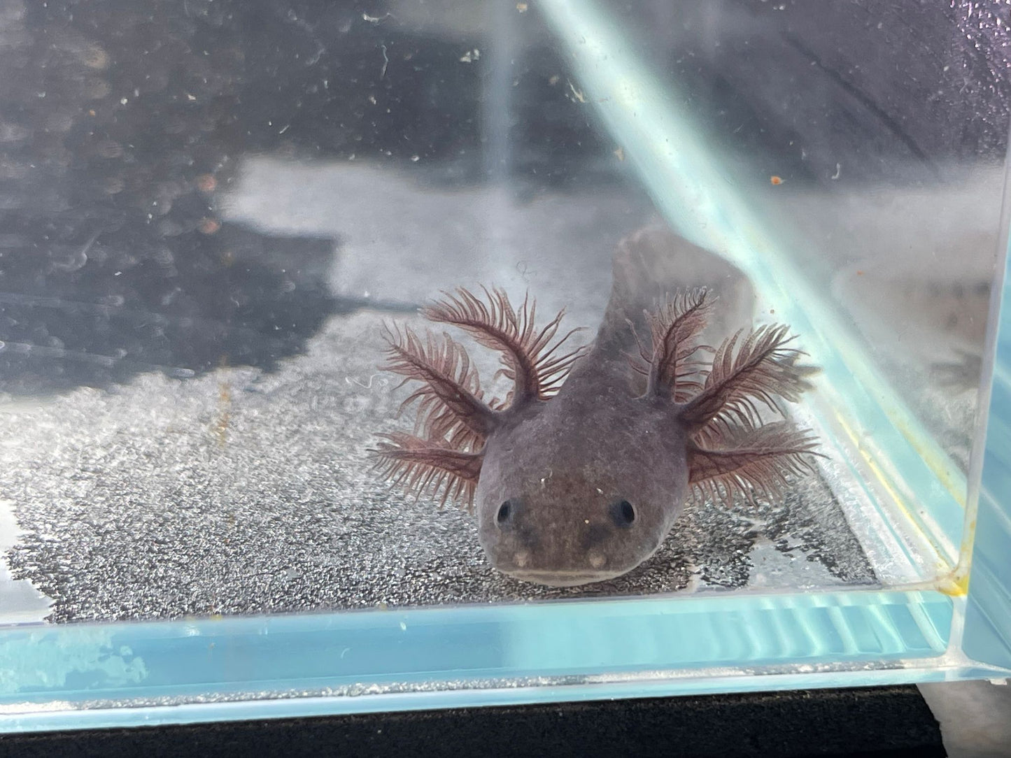 Melanoid Axolotl