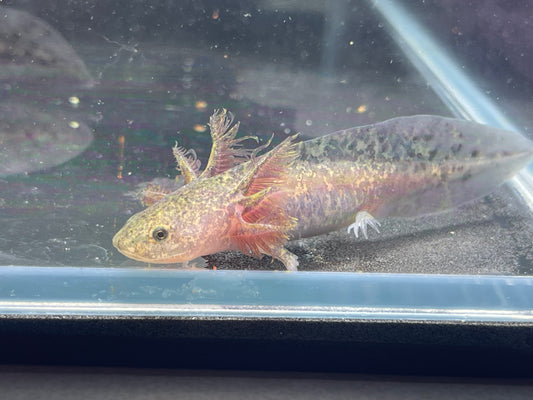 Wild Type Axolotl