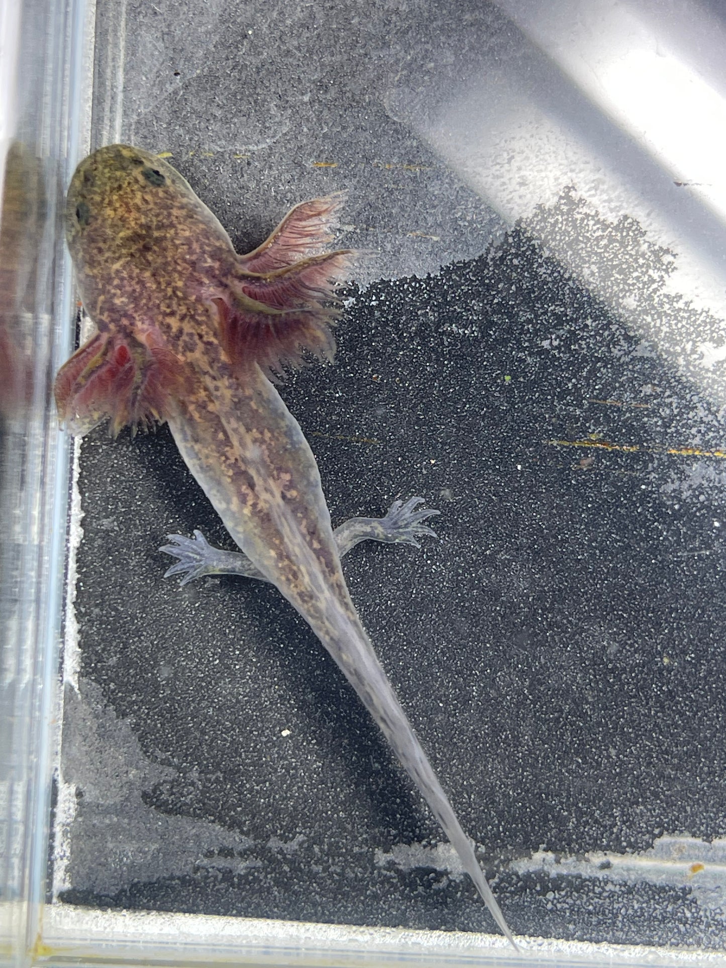 Wild Type Axolotl