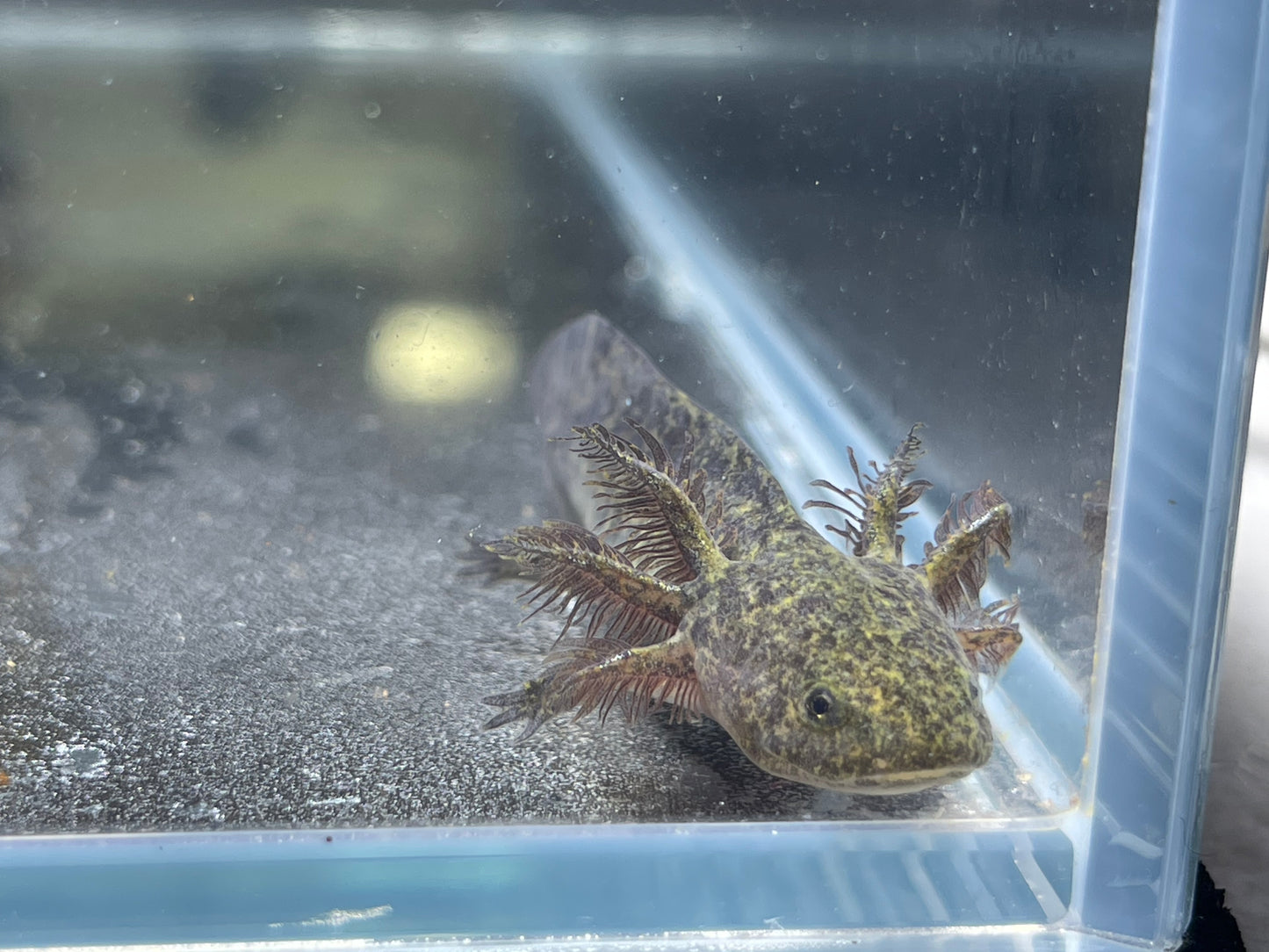 Wild Type Axolotl