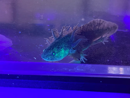 Wild Type Axolotl