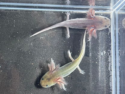 Melanoid Axolotl