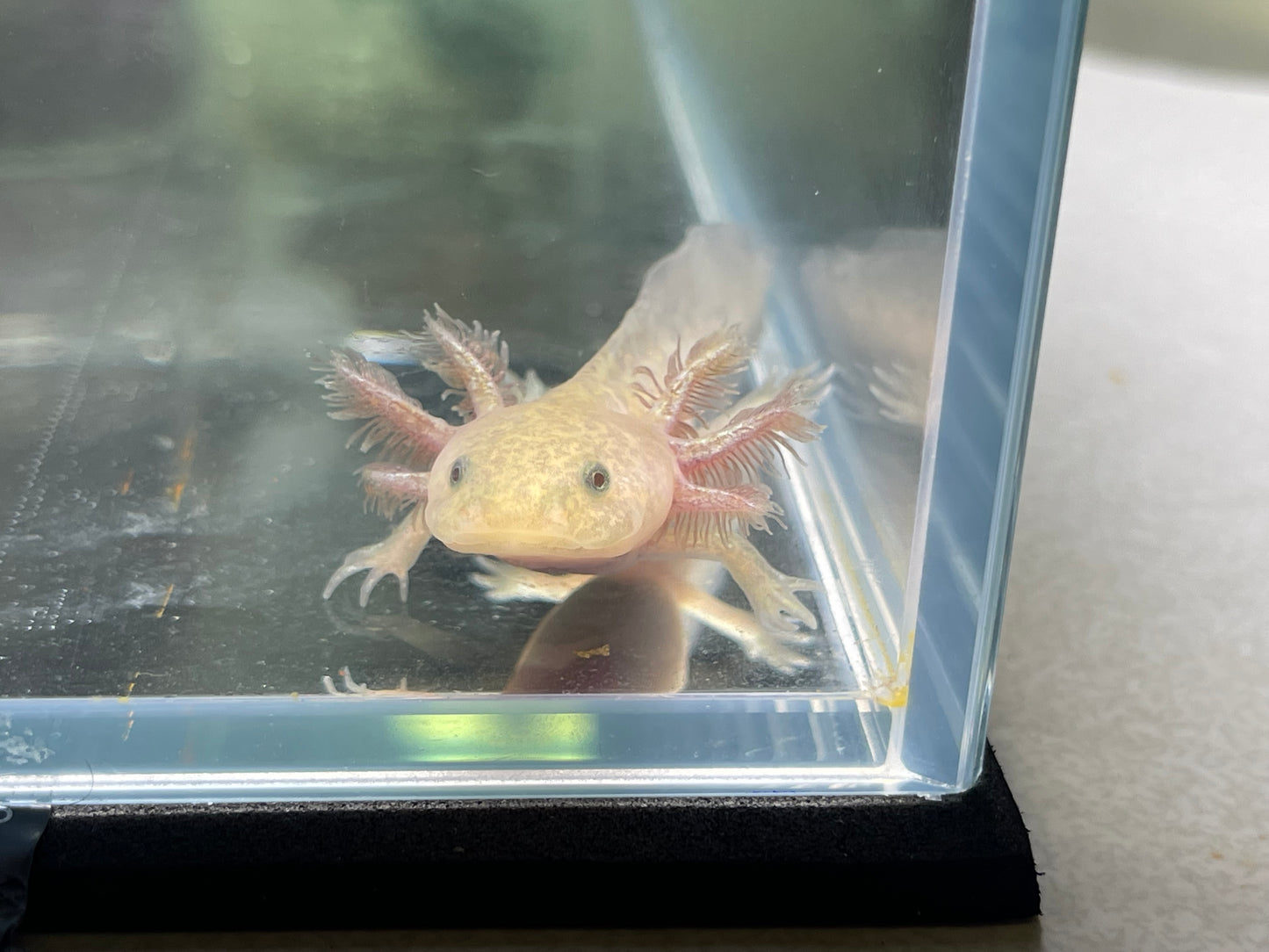 Copper Axolotl