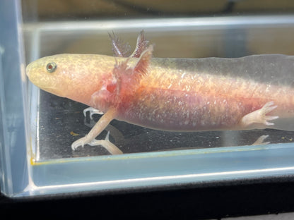 Copper Axolotl