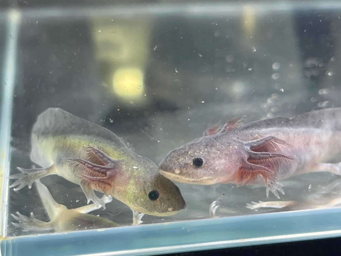 Melanoid Axolotl