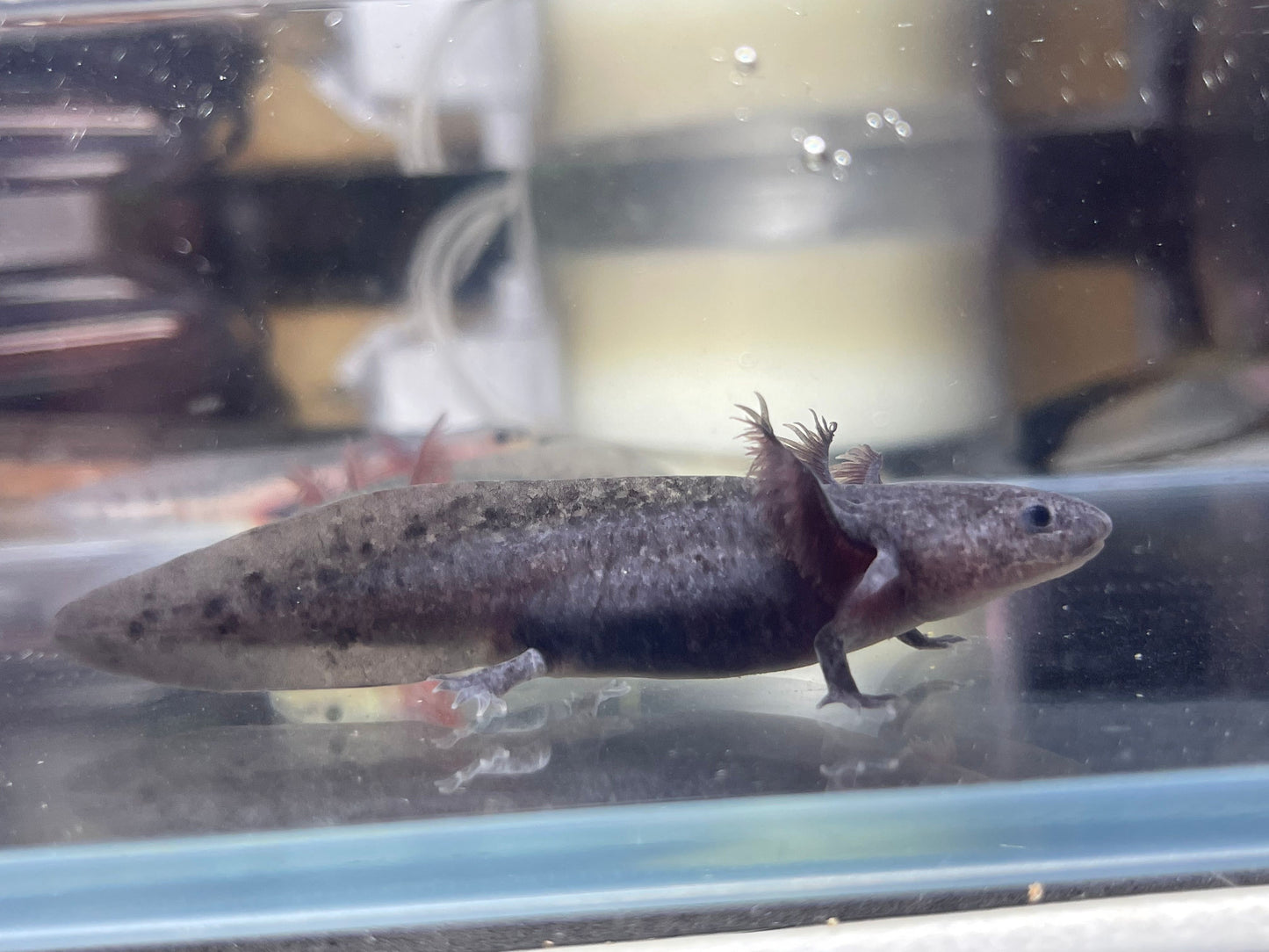 Melanoid Axolotl