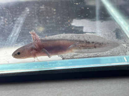 Melanoid Axolotl