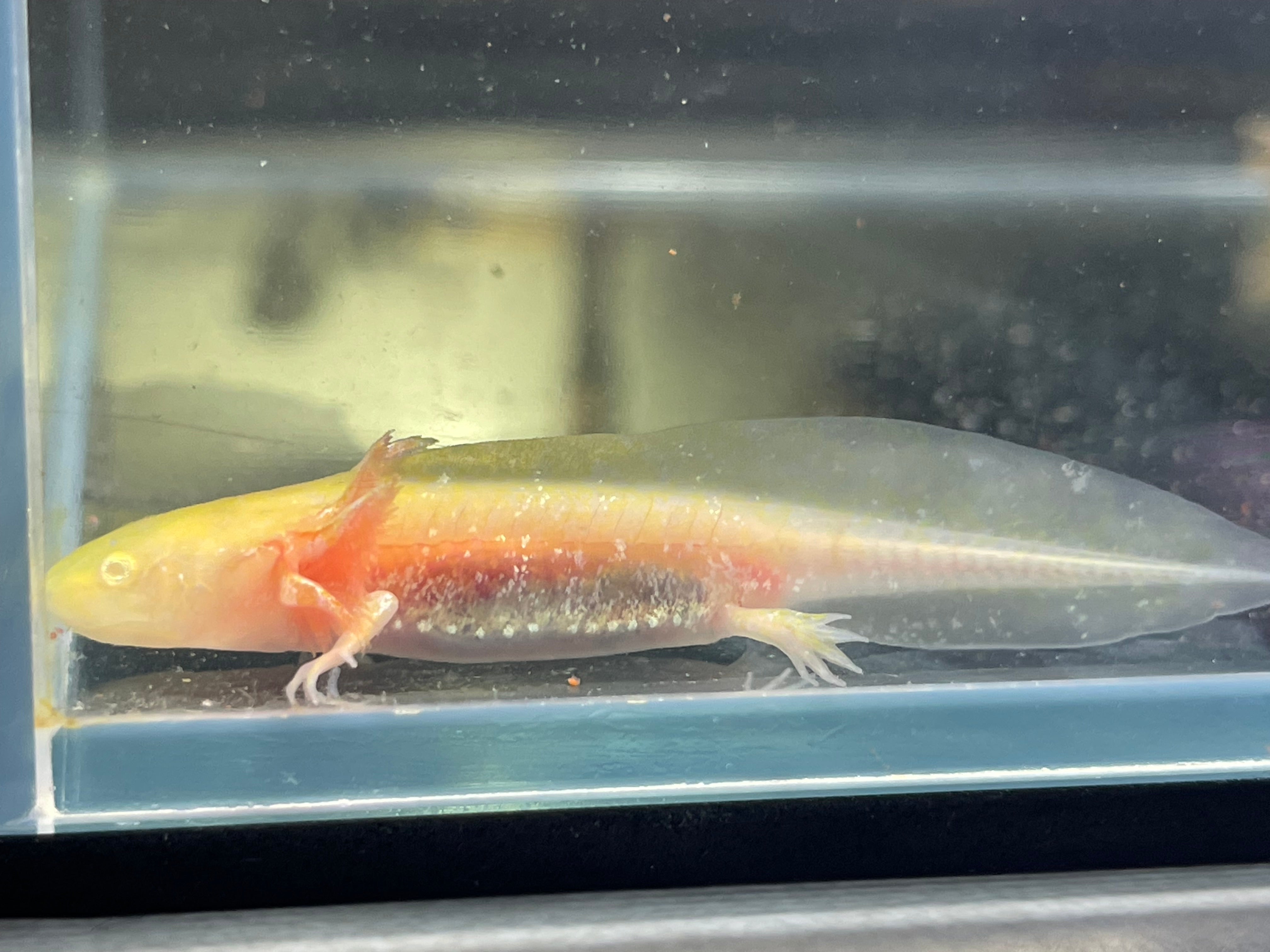 Golden Albino Axolotl – Louisville Axolotls