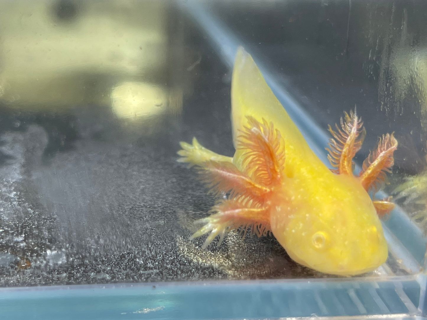 Golden Albino Axolotl