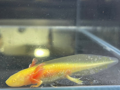 Golden Albino Axolotl