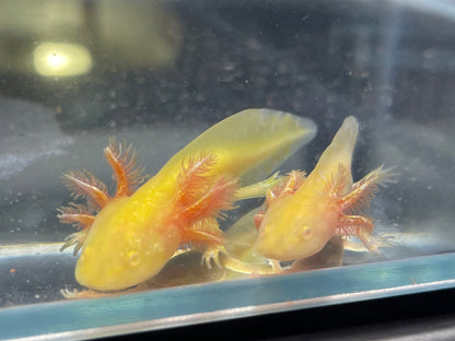 Golden Albino Axolotl