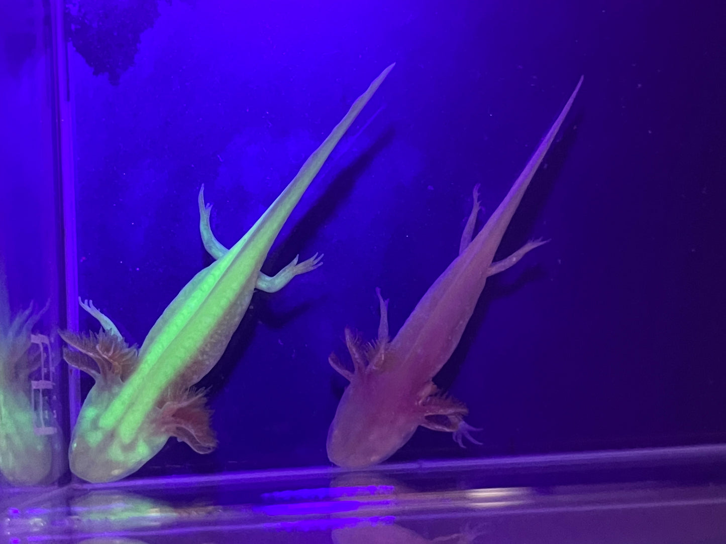 Golden Albino Axolotl