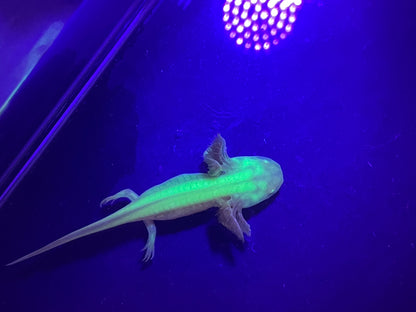 Golden Albino Axolotl