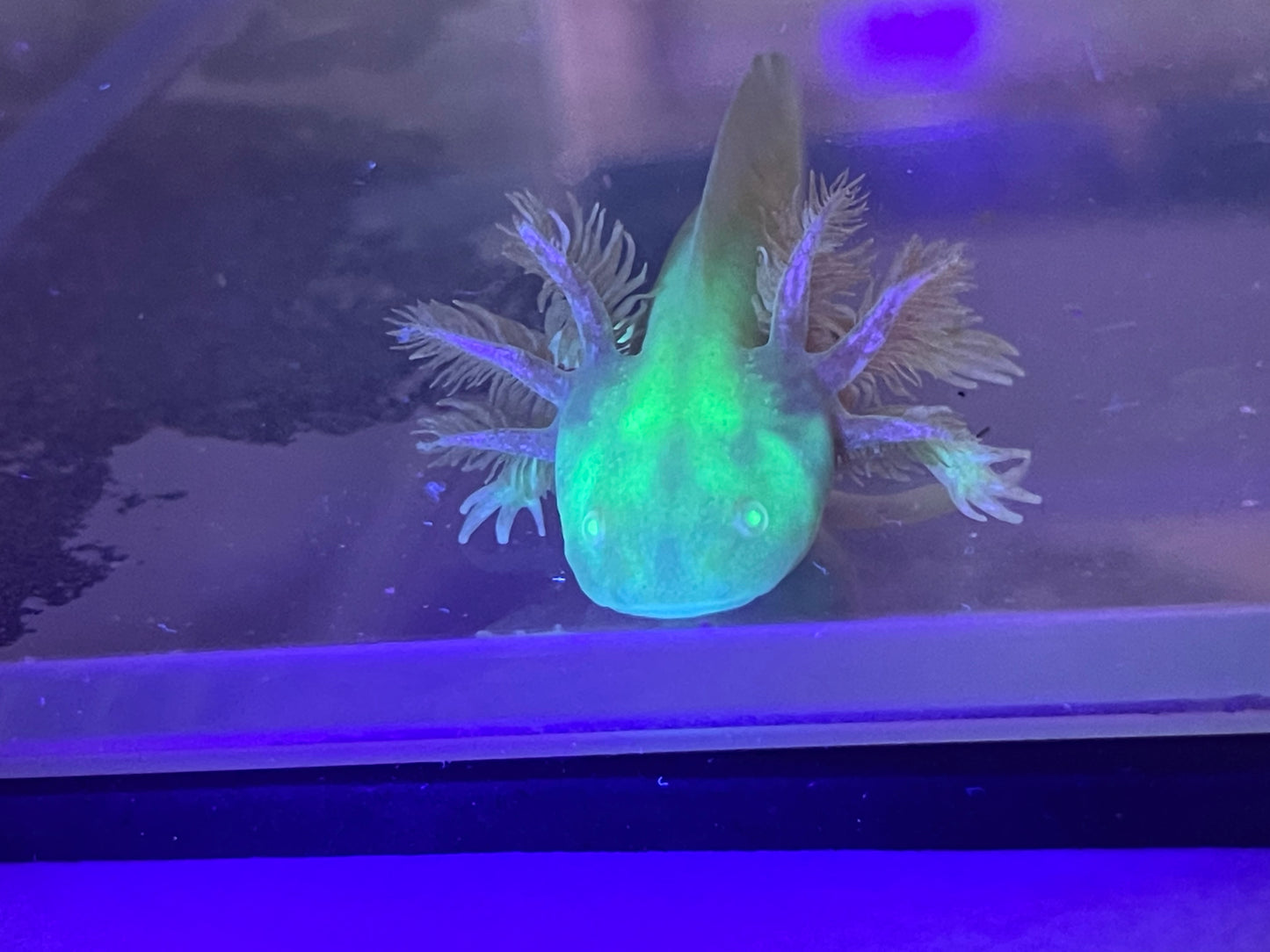 Golden Albino Axolotl