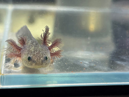 Axanthic Axolotl