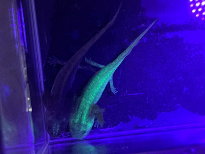 Axanthic Axolotl