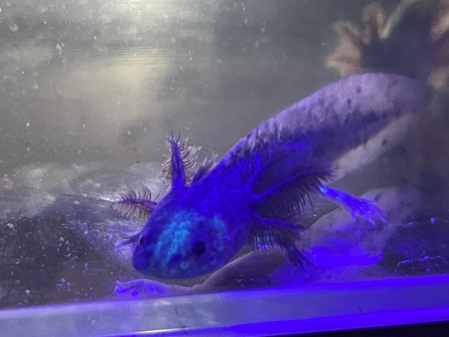 Axanthic Axolotl