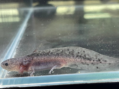 Axanthic Axolotl