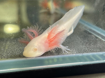 Albino Axolotl