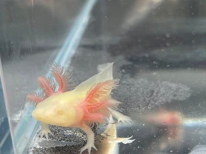 Albino Axolotl