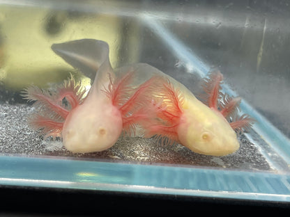 Albino Axolotl