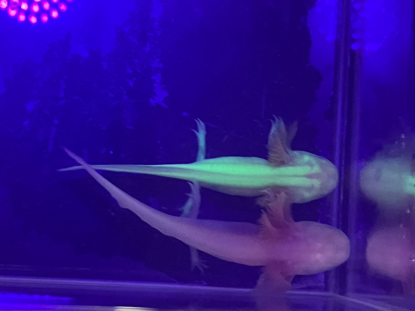 Albino Axolotl