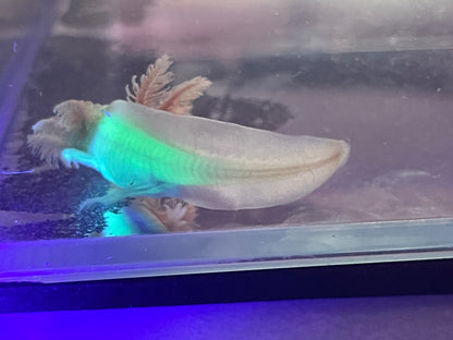 Albino Axolotl